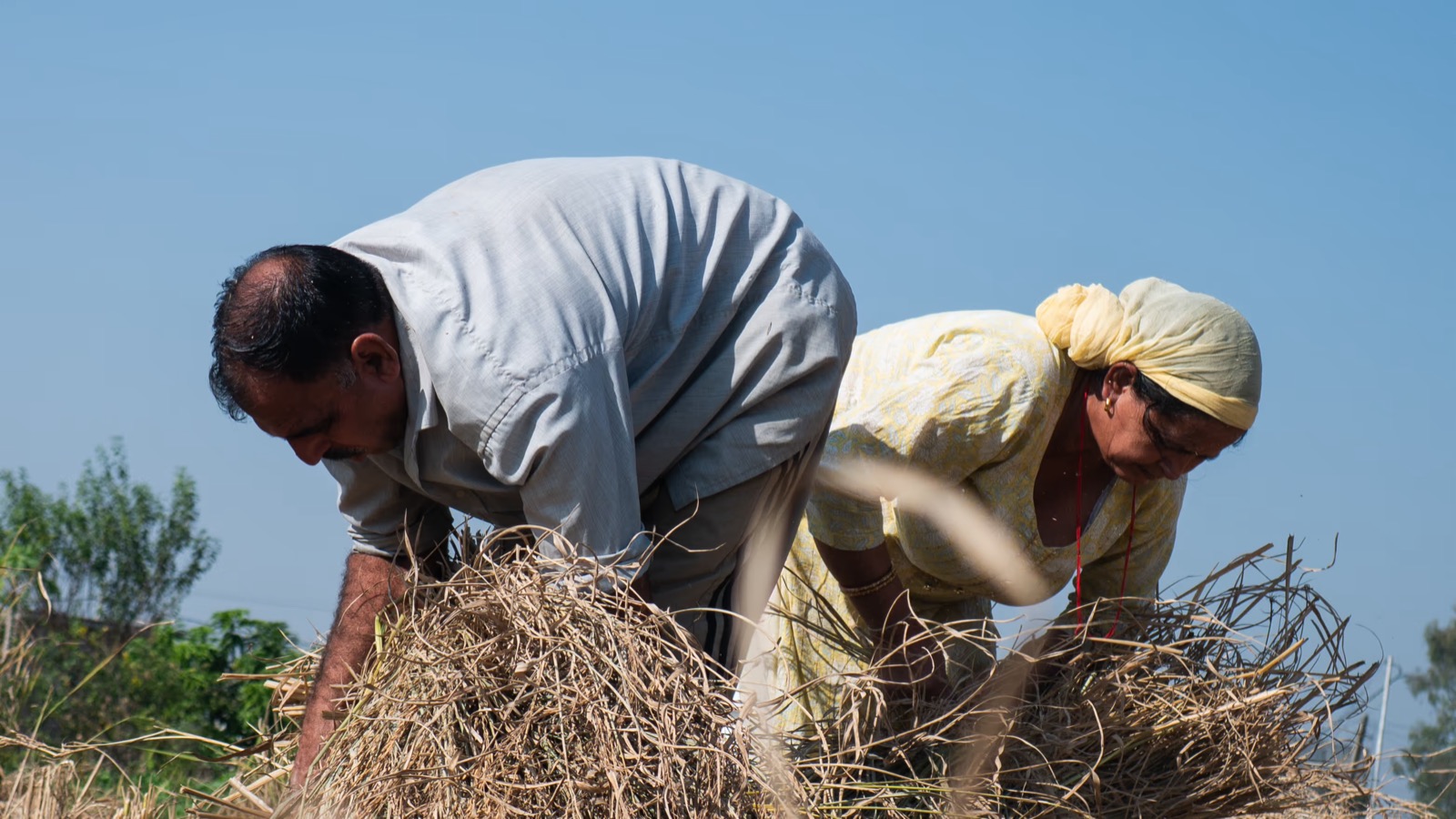 Farmers tying rice crops into bundles, from the Fairtrade rice documentary